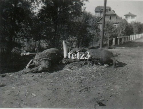 Polen 1939 vormarsch Zamość Schlachtfeld Pferde.jpg