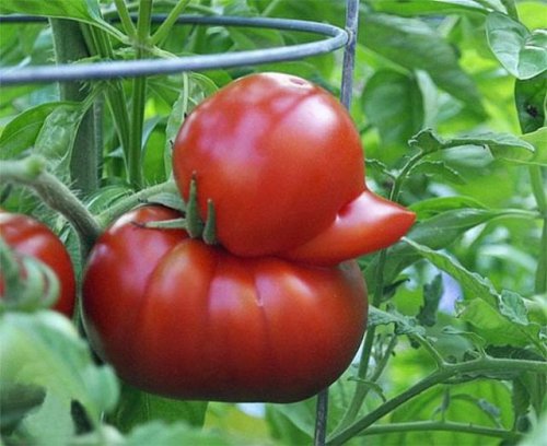 pomidor.jpeg
