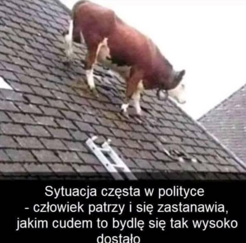 bydlę.png