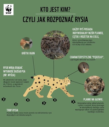 infografika-rys.jpg