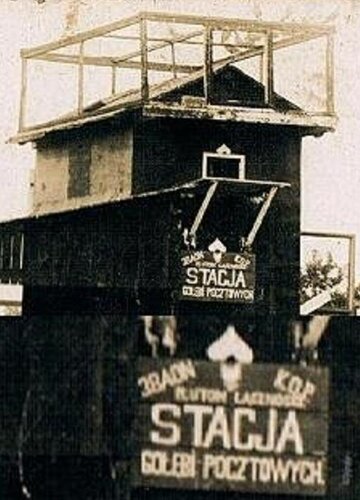 goleb kop0.JPG